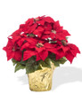 Table Top Silk Poinsettia Plant