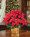 Table Top Silk Poinsettia Plant