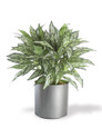 Lifelike Silver Queen Silk Floor Plant by Petals - Faux Floor Plant