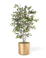 Silk Ficus Bush Plant. Available at Petals.