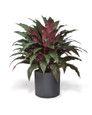 Double Aspidistra Faux Floor Plant, by Petals.