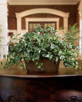 English Ivy Filetop