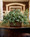 English Ivy Filetop