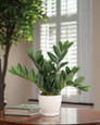 Faux ZZ Plant