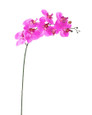 Dark Lavender Floppy Phalaenopsis Faux Foliage Orchid Stem