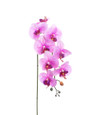 Lavender/TT Floppy Phalaenopsis Faux Foliage Orchid Stem