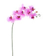 Lavender/TT Floppy Phalaenopsis Faux Foliage Orchid Stem