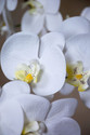 White Floppy Phalaenopsis Faux Foliage Orchid Stem