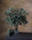 25" Mini Fittonia Artificial Foliage Spray