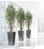 Greenhouse Silk Ficus Tree by Petals.