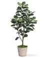 5' Single Trunk Fiddle Leaf Fig<br>Silk Tree