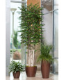 Double Silk Silver Queen Plant